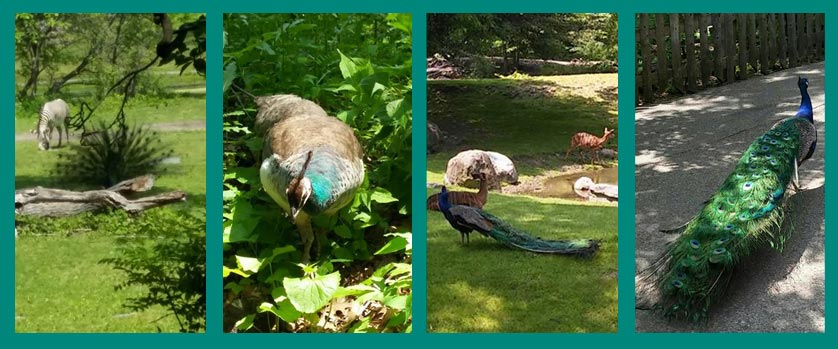 Beautiful peacocks at the Bronx Zoo